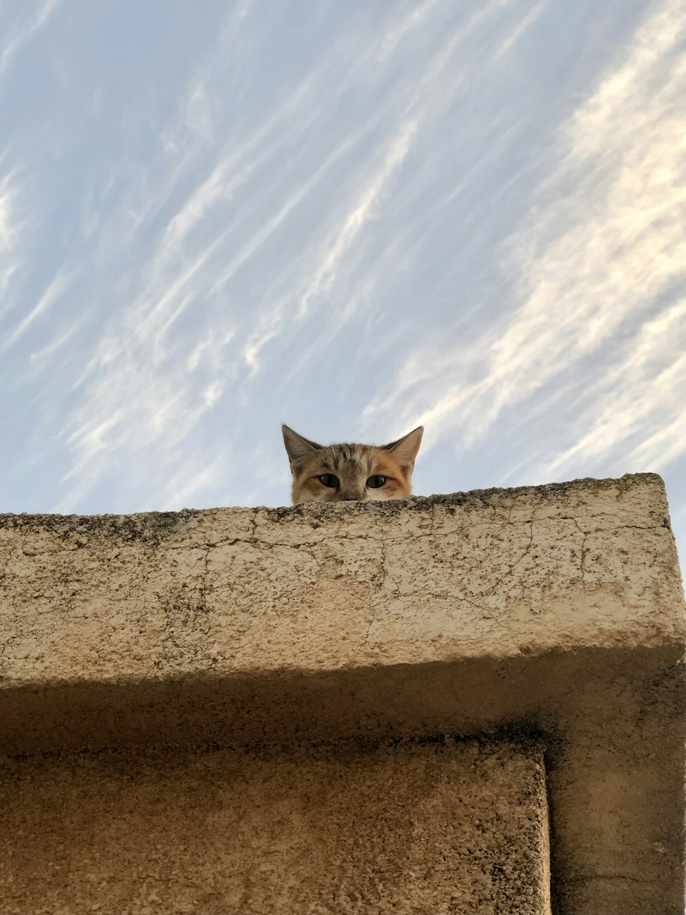 a cat sitting on top of a cement wall
