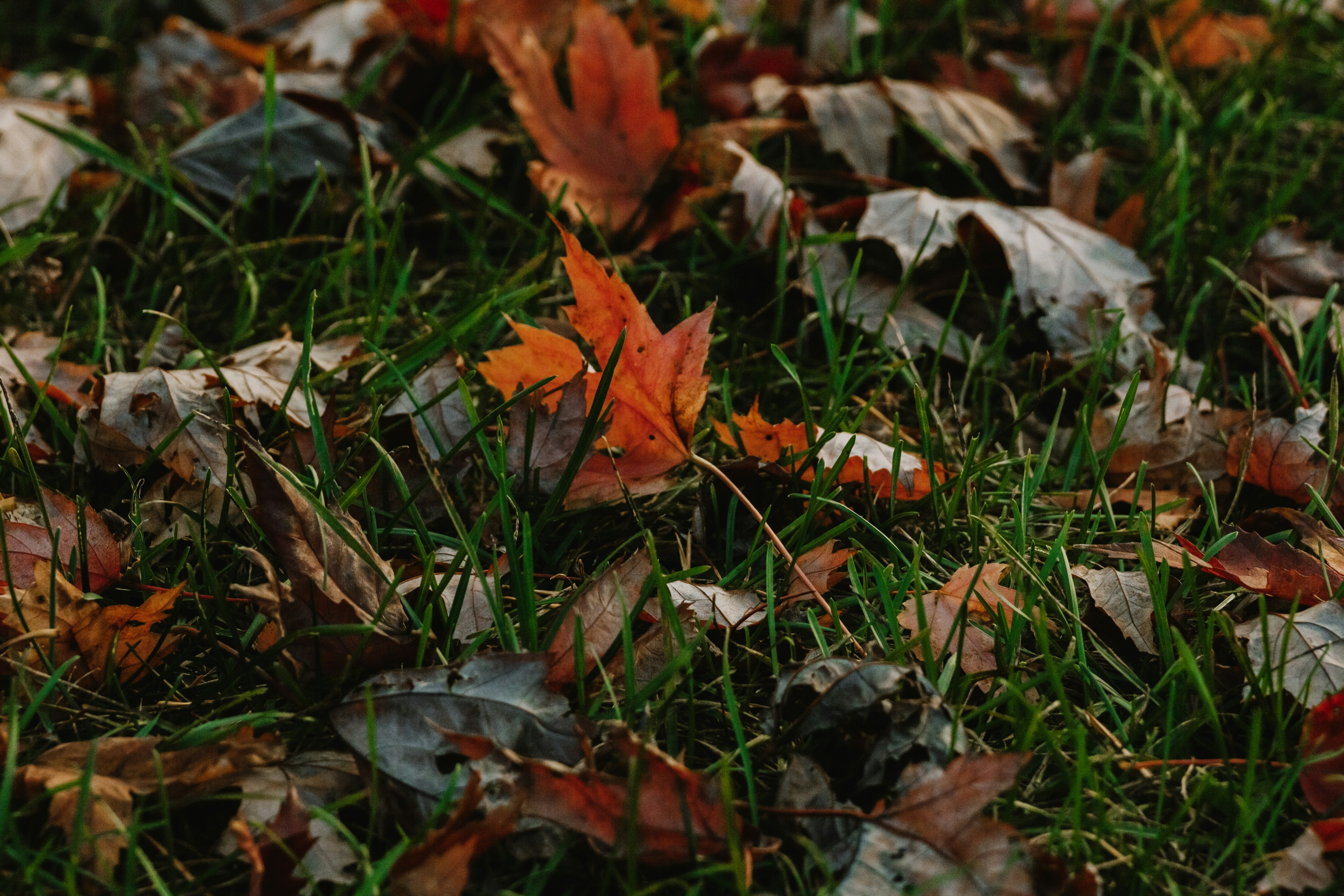 Photo by janwalterluigi