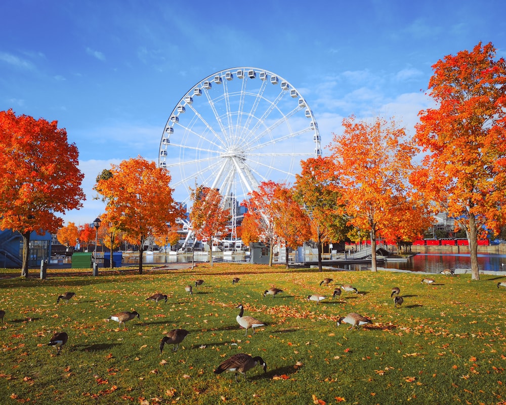 Ein Riesenrad umgeben von Bäumen mit orangefarbenen Blättern