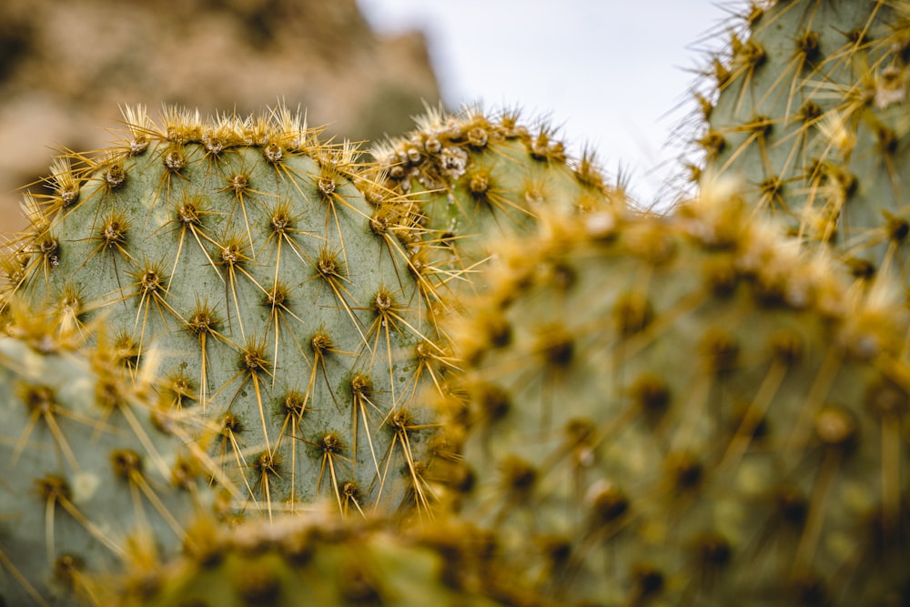 a close up of a cactus with yellow needles