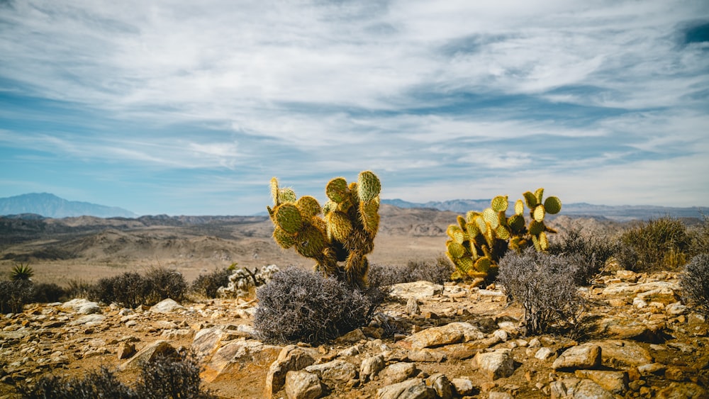 a couple of cactus plants sitting on top of a rocky hillside