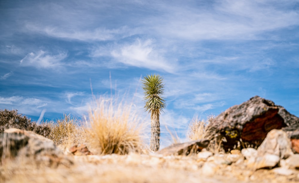 a lone palm tree in a rocky area