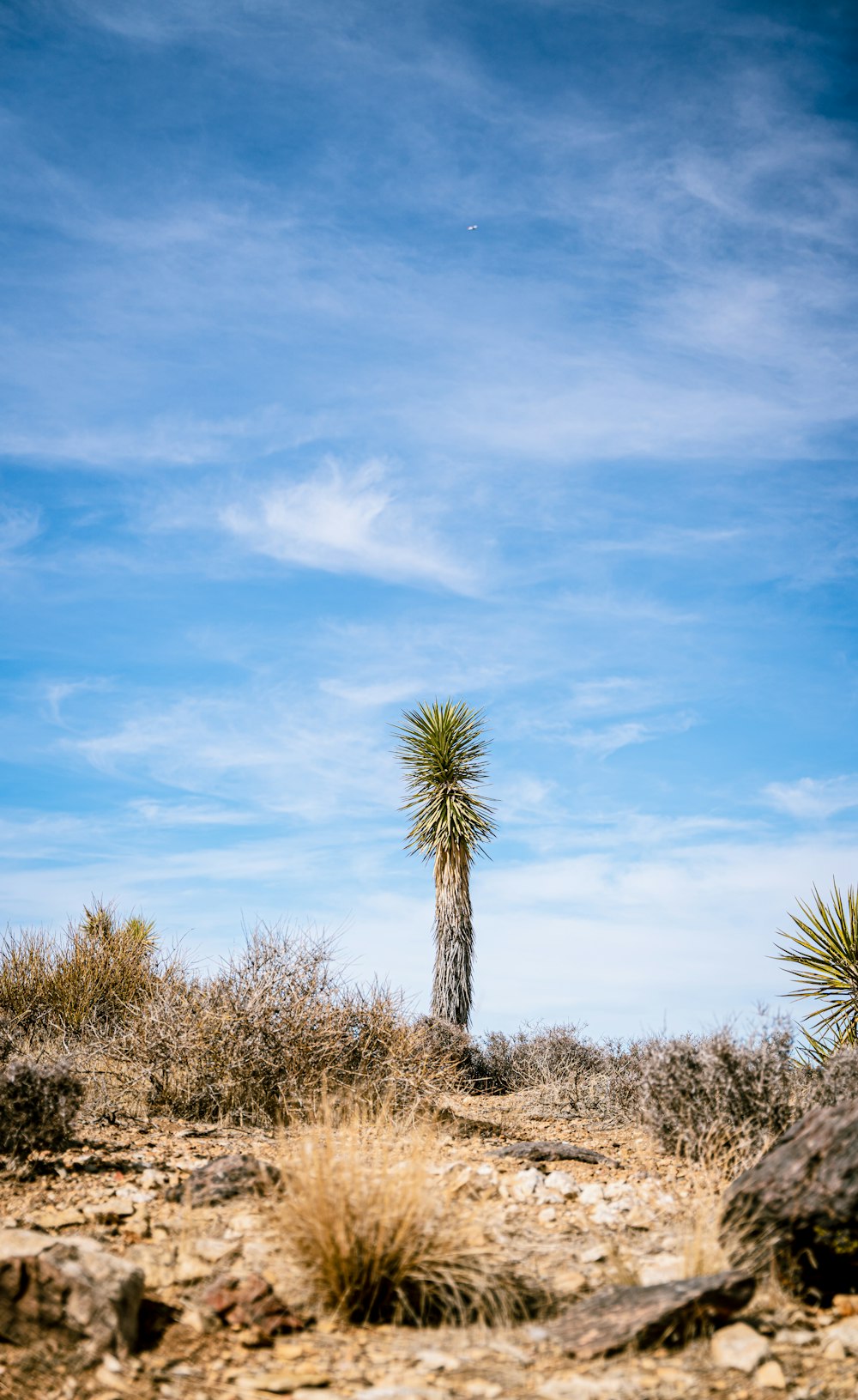 a lone palm tree in the desert under a blue sky