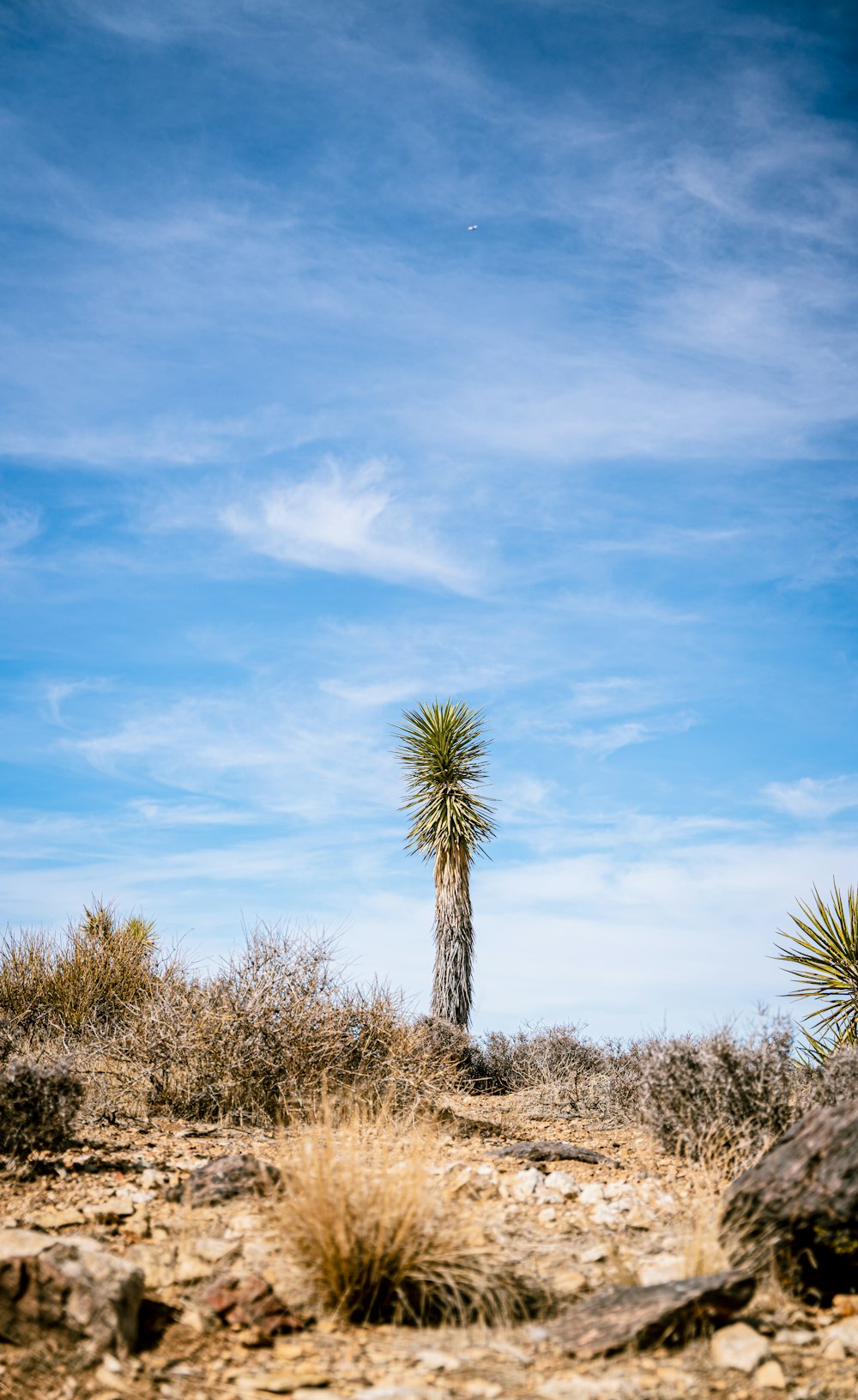 Una palmera solitaria en el desierto bajo un cielo azul