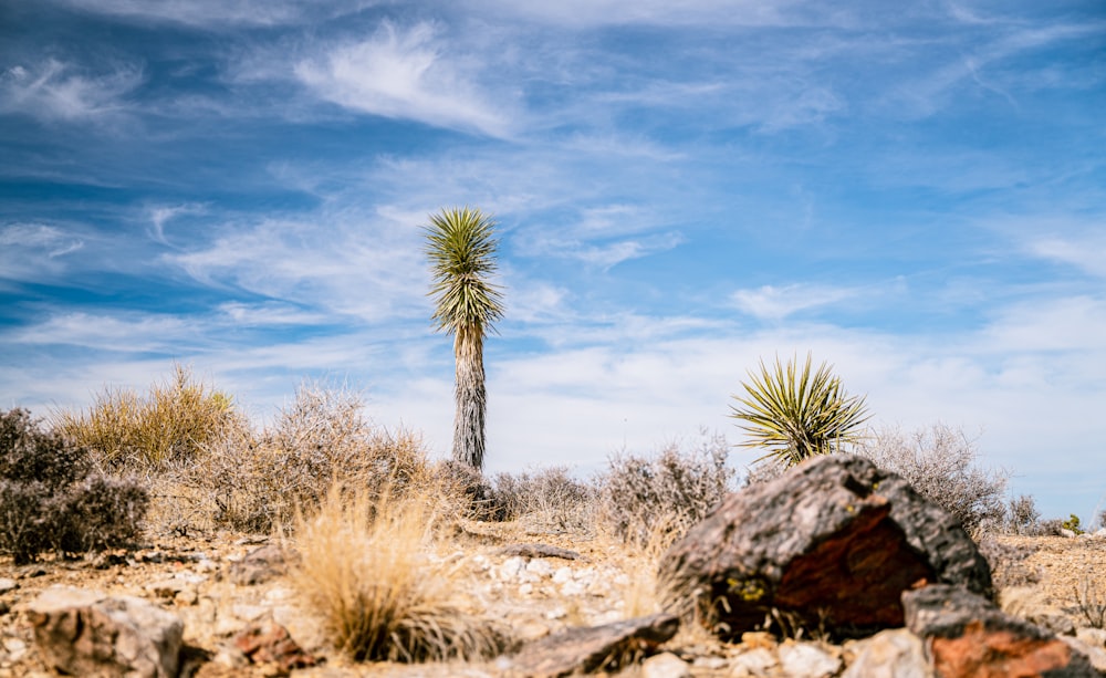 Una palmera solitaria en medio de un desierto