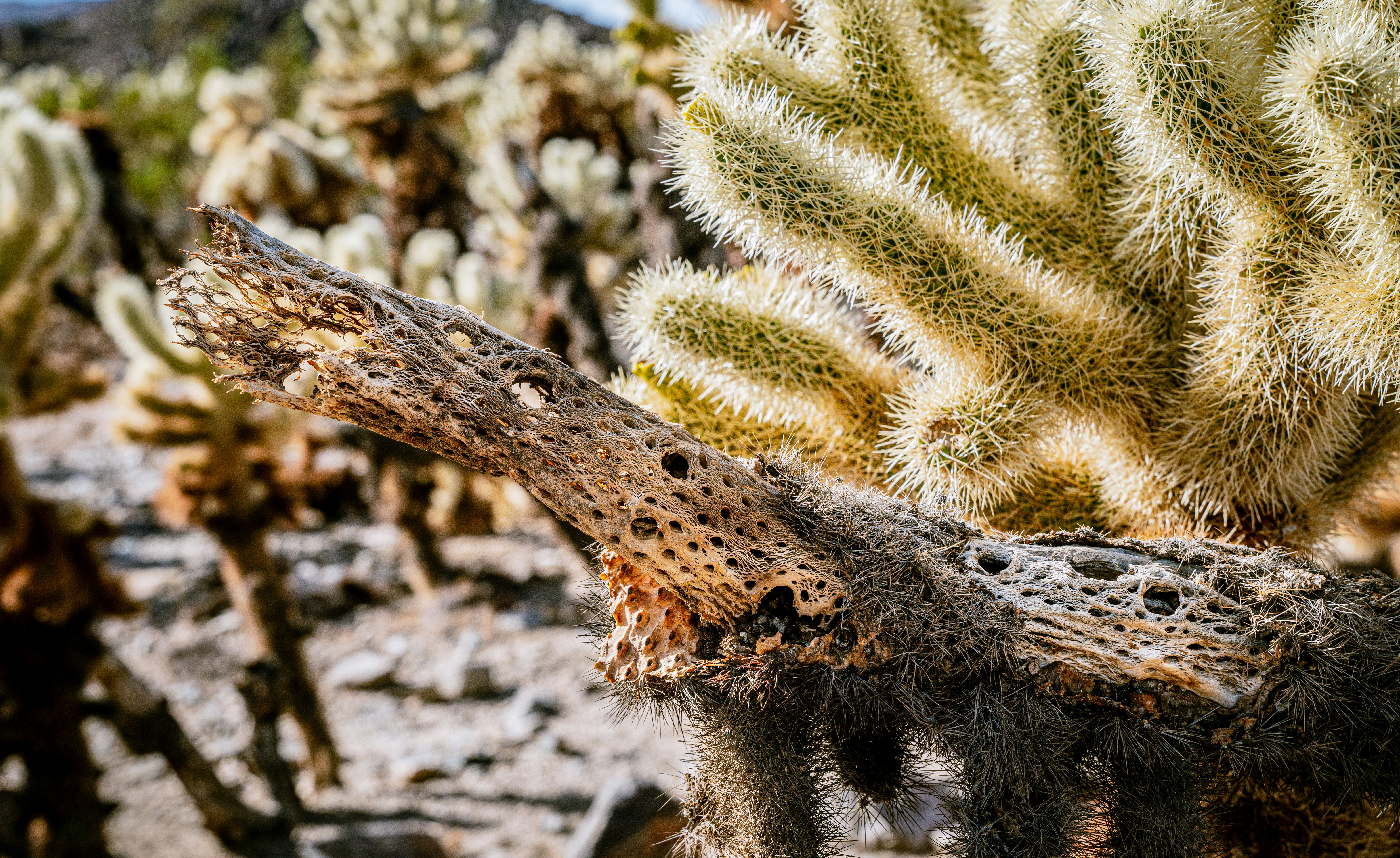 Photo by joshmccausland