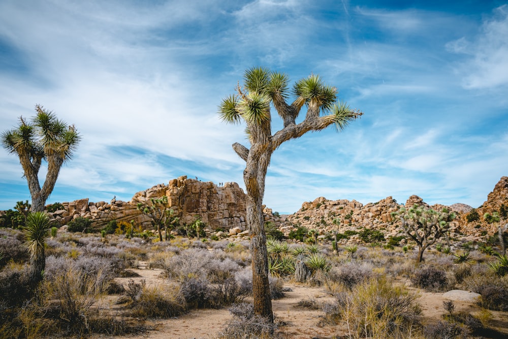 a joshua tree in the middle of a desert