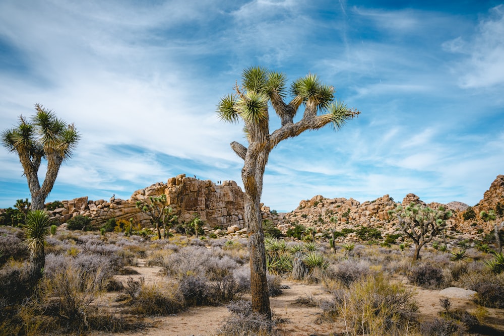 Un árbol de Josué en medio de un desierto