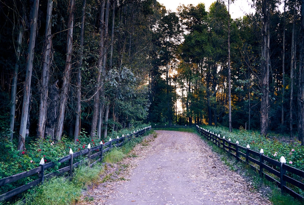 a dirt road in the middle of a forest