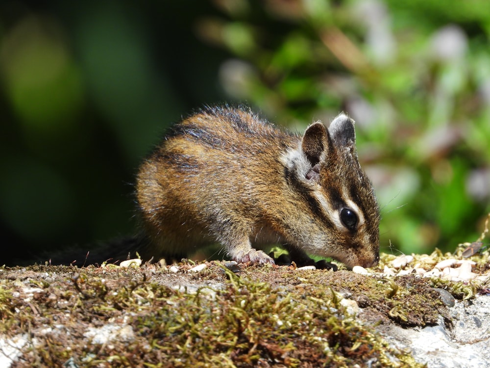 a small rodent standing on top of a rock