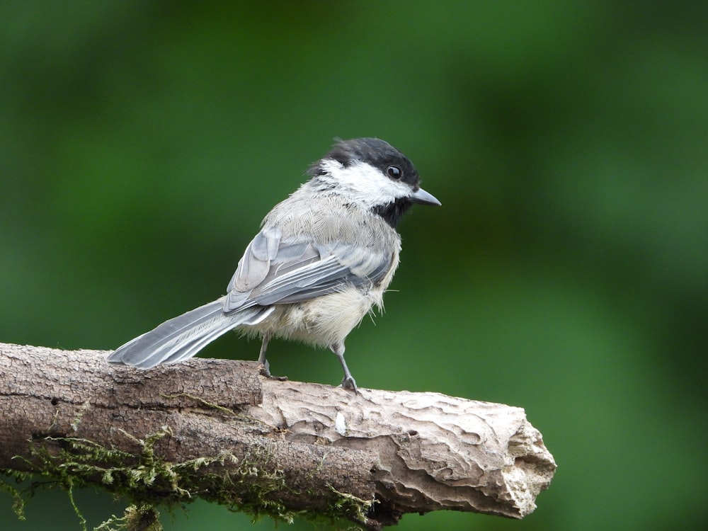 a small bird perched on a tree branch