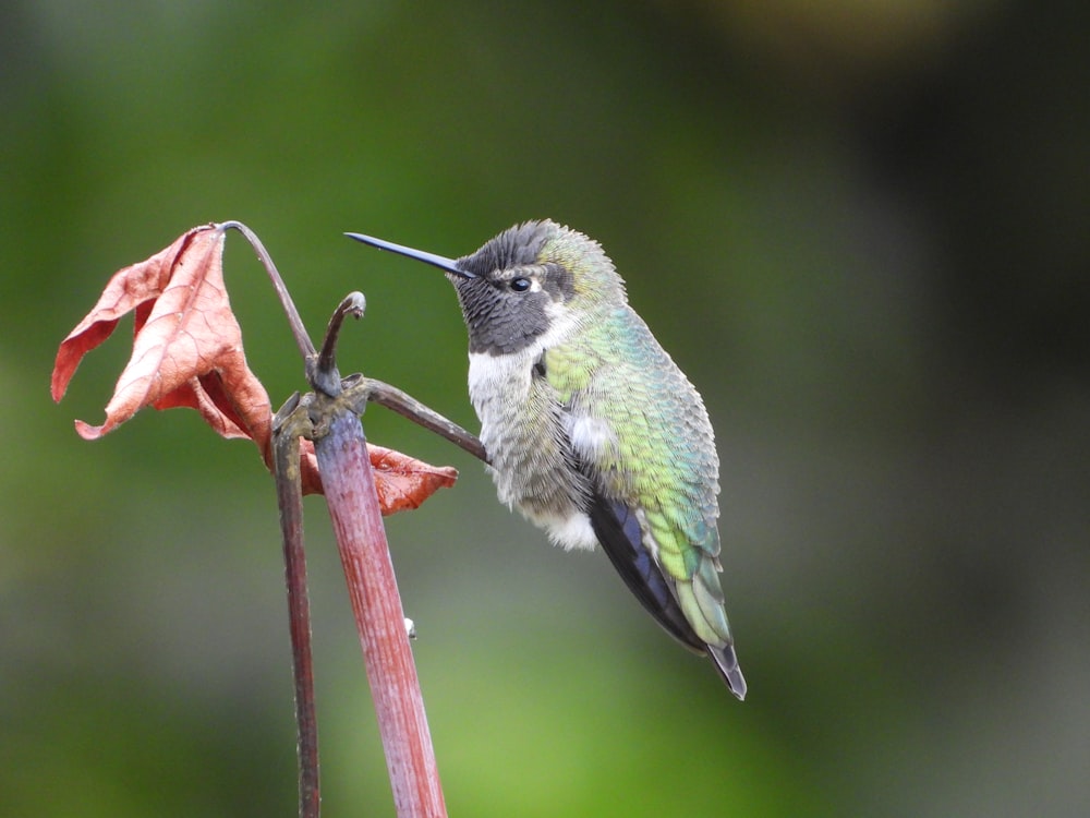 a hummingbird perches on a flower stem