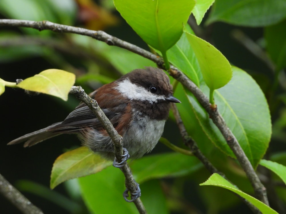 a small bird perched on a tree branch