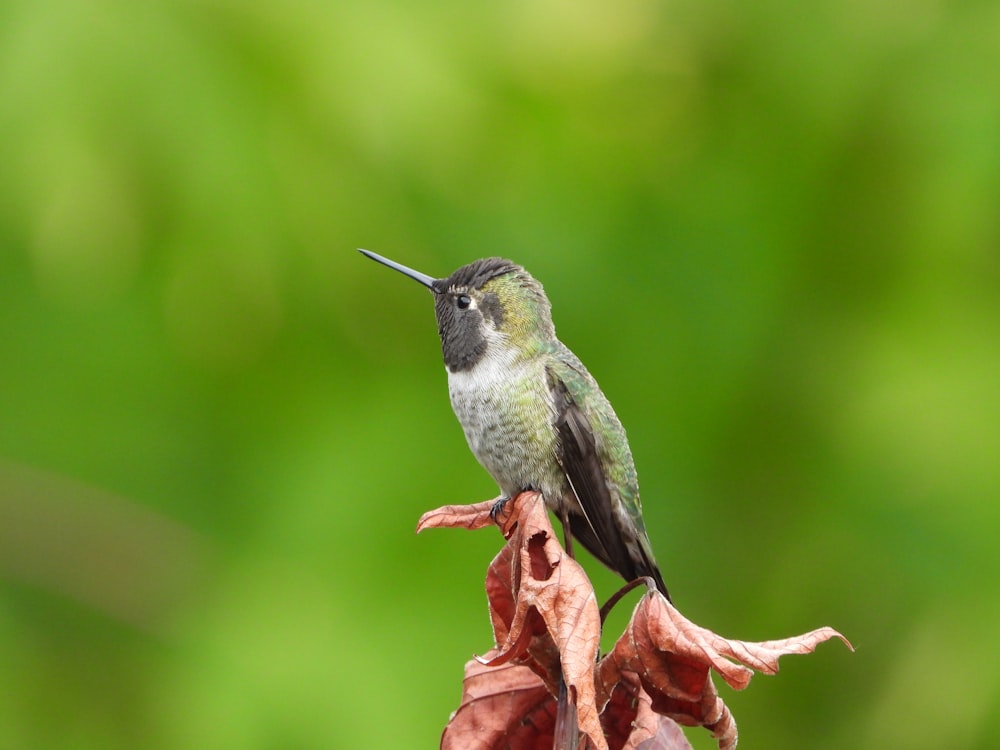 a hummingbird perches on a flower in front of a green background