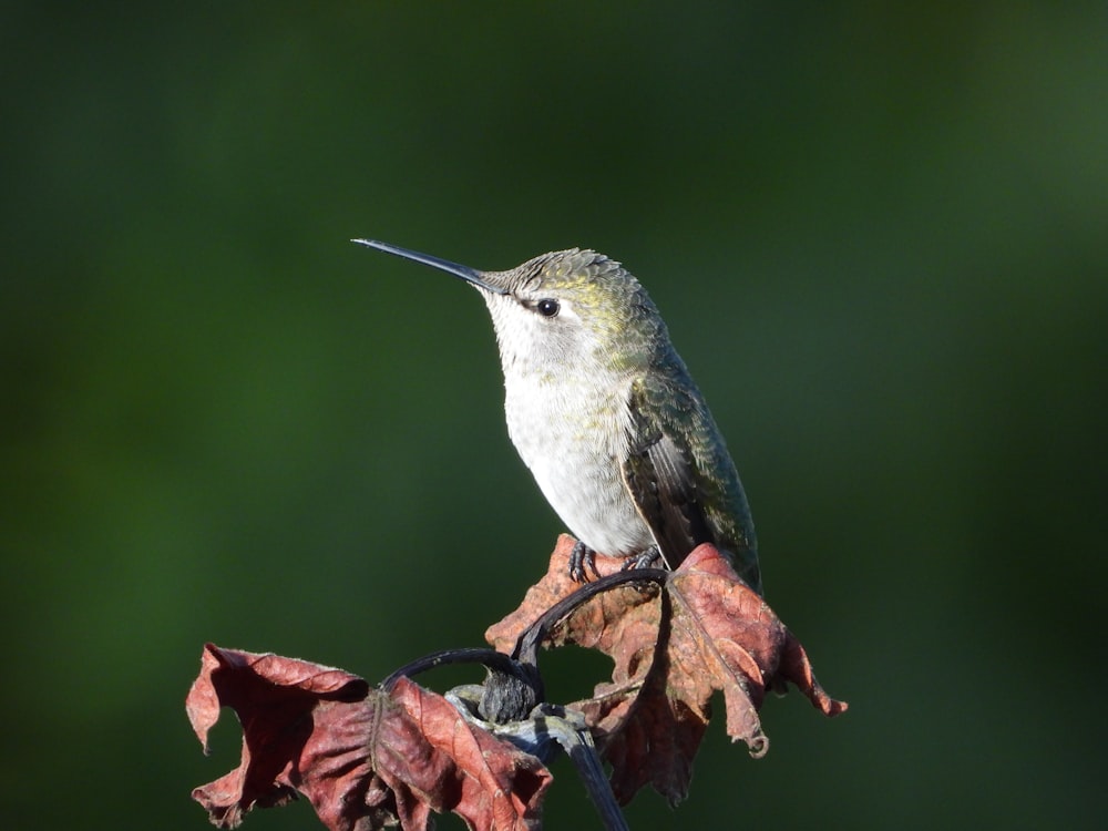 a hummingbird perches on a branch with red leaves