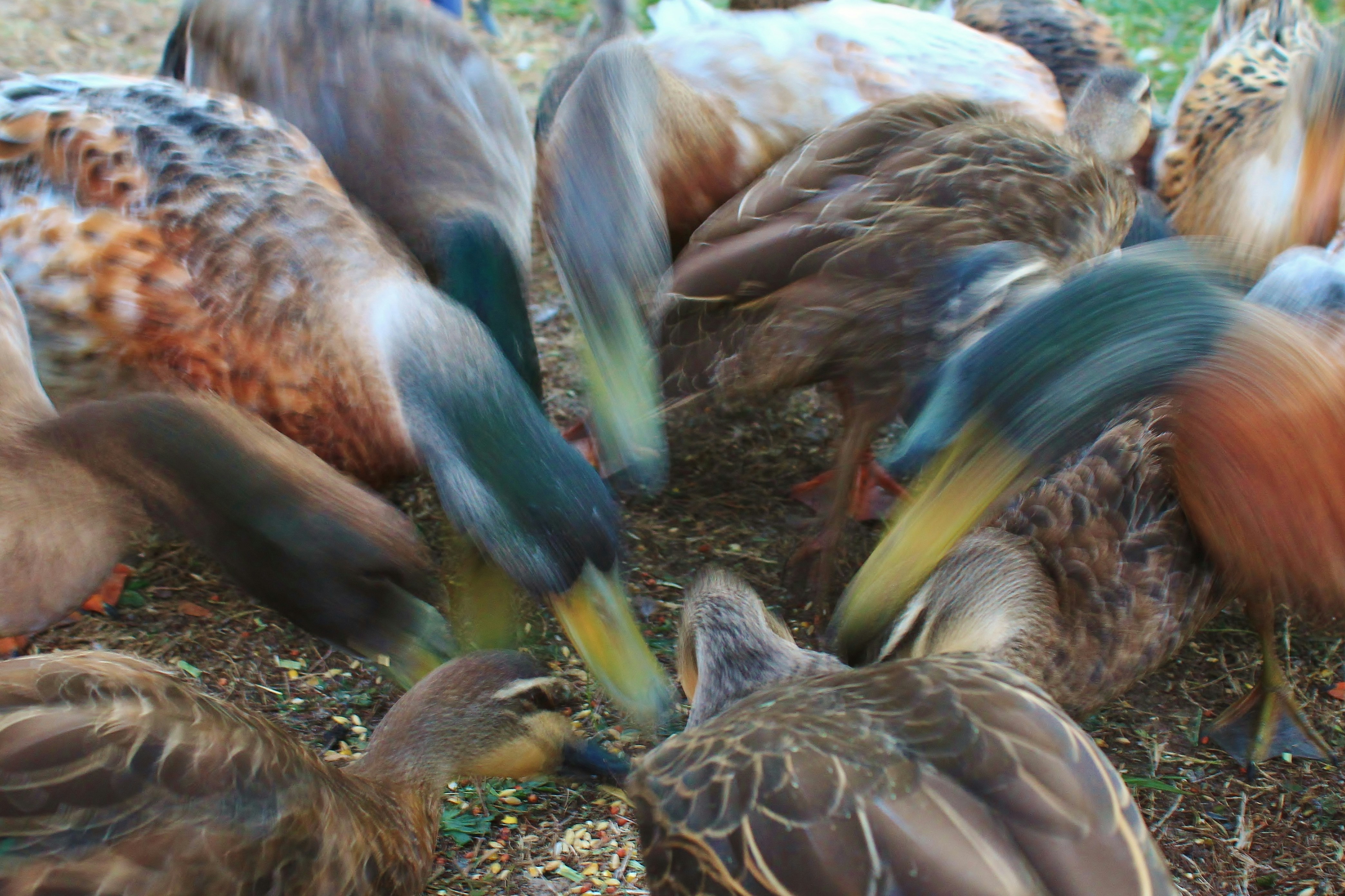 a flock of birds standing on top of a grass covered field