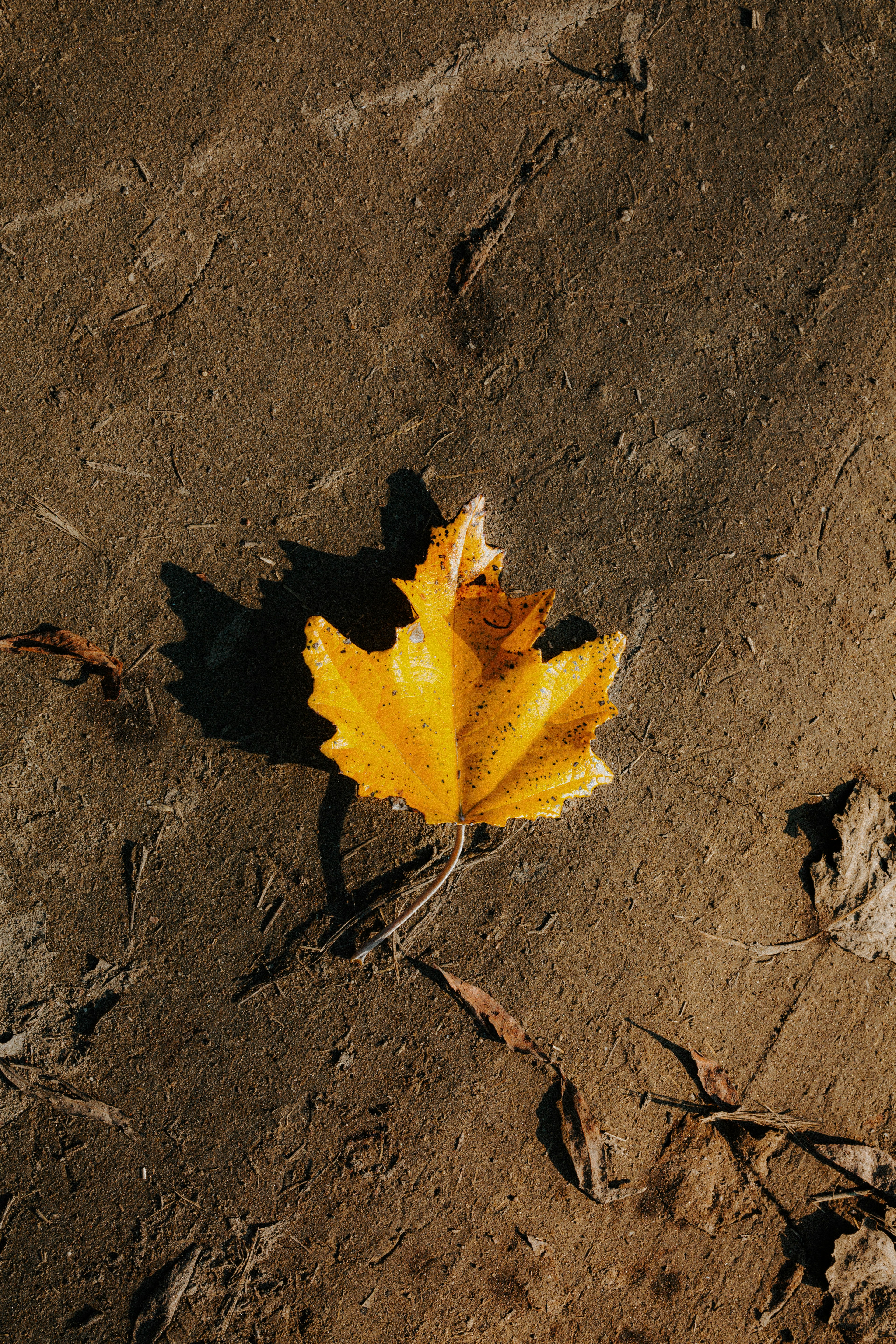 a single yellow leaf laying on the ground