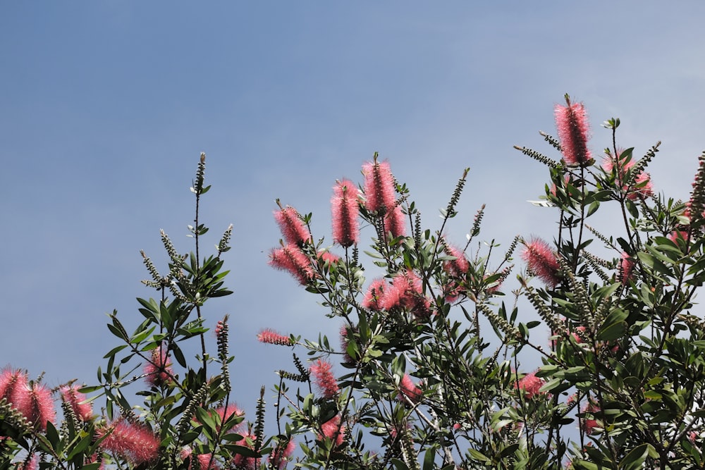 Rosa Blumen blühen auf den Zweigen eines Baumes