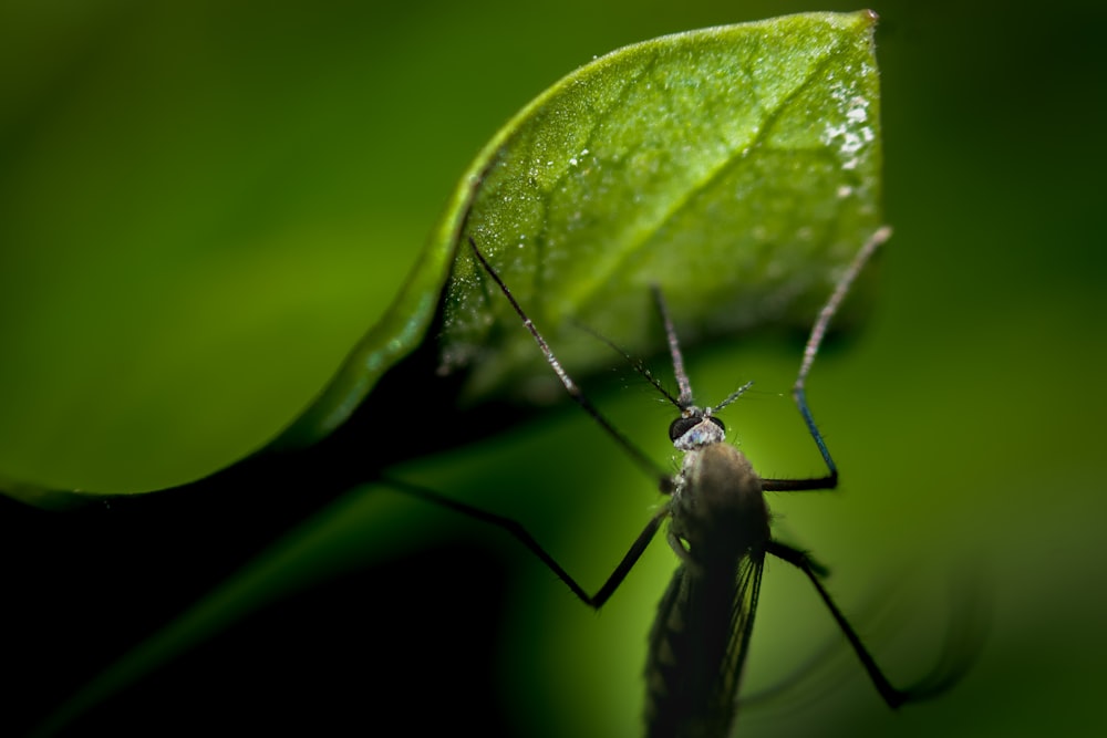 a close up of a bug on a leaf