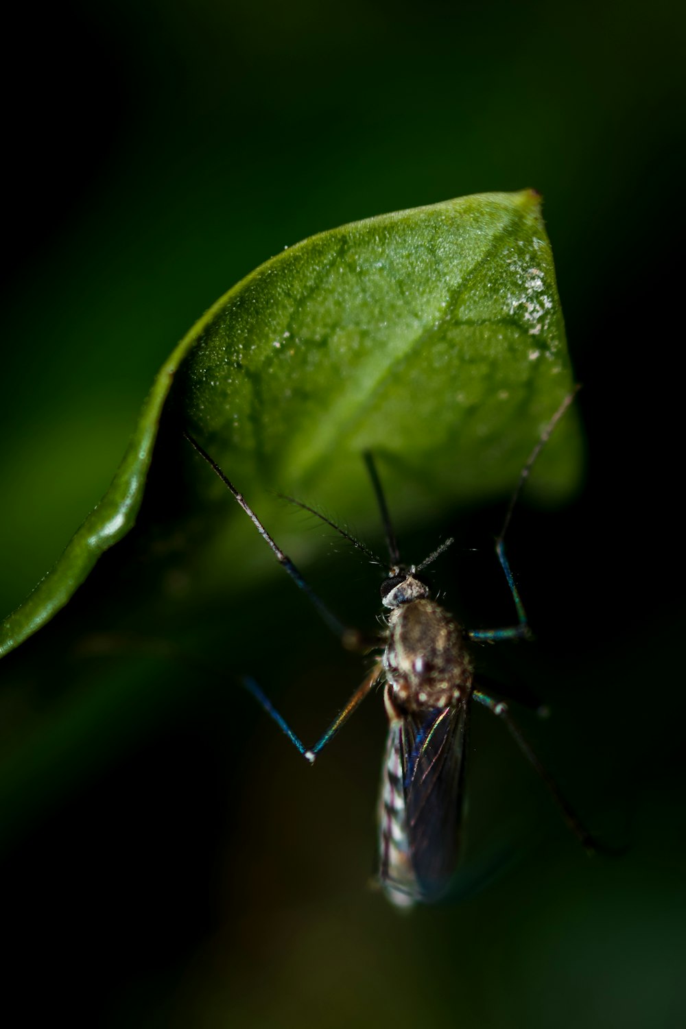 a close up of a bug on a leaf