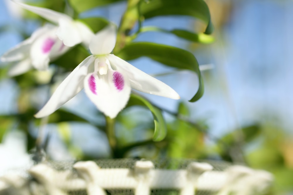 a close up of a white flower on a plant