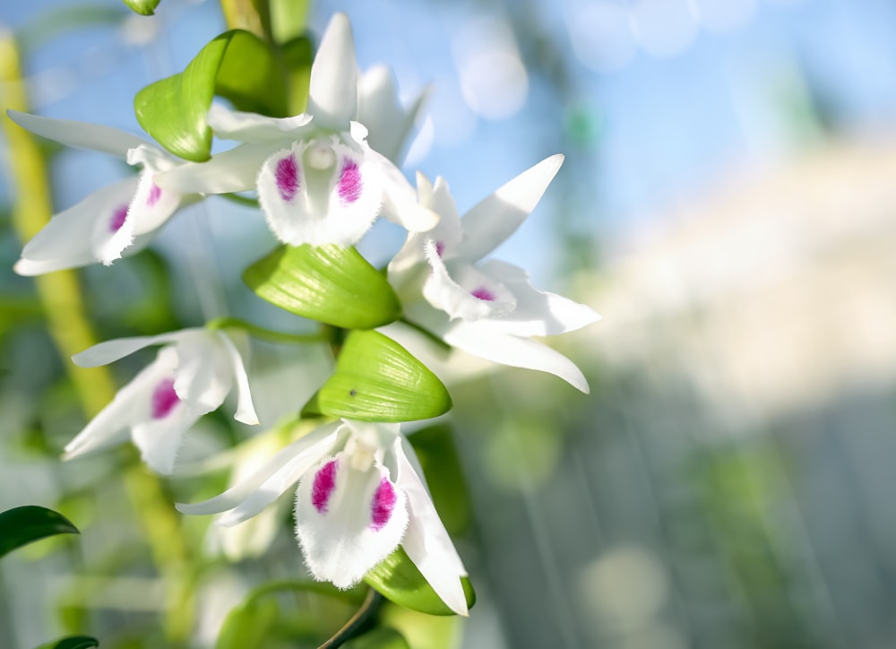 a close up of some white flowers with pink centers