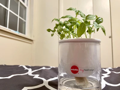 A compact hydroponic kit with vibrant green lettuce growing indoors by a sunny window.