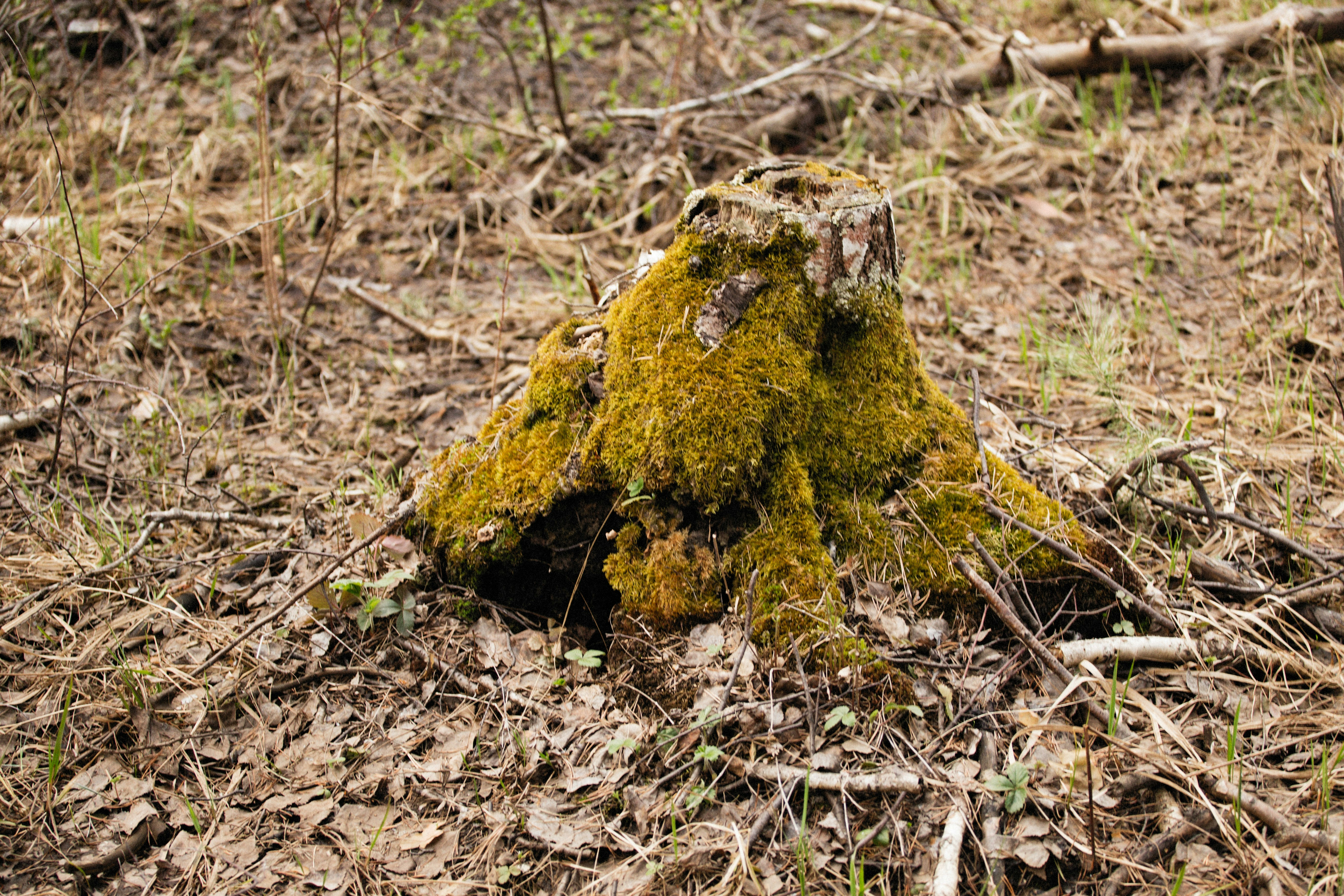 Photo by alexeydemidov