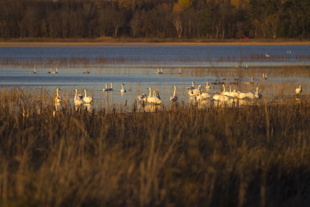 a flock of birds standing on top of a lush green field