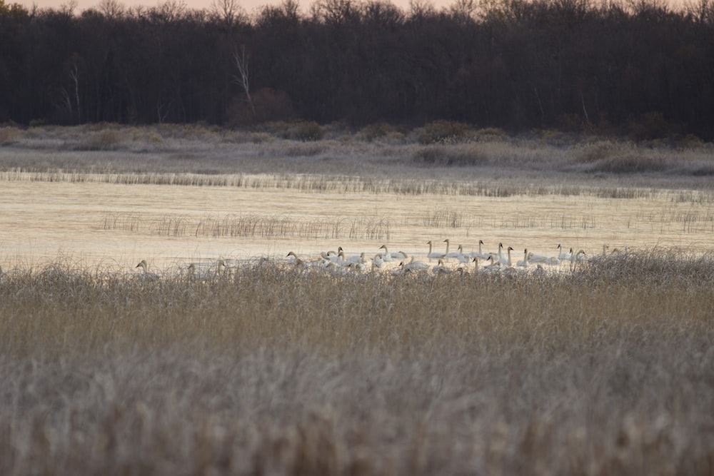 a flock of birds standing on top of a dry grass field