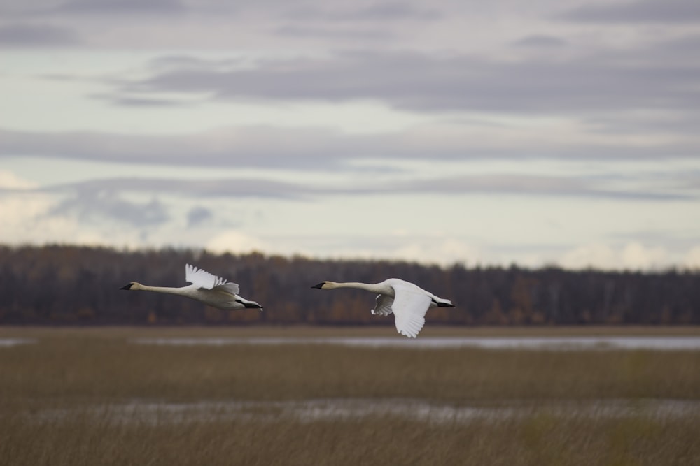 two white birds flying over a field next to a forest