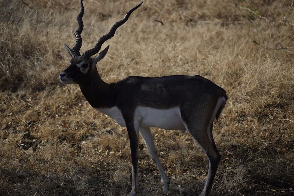 an antelope standing in a field of dry grass