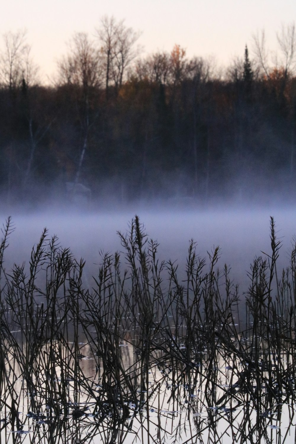 un lac brumeux avec des arbres en arrière-plan