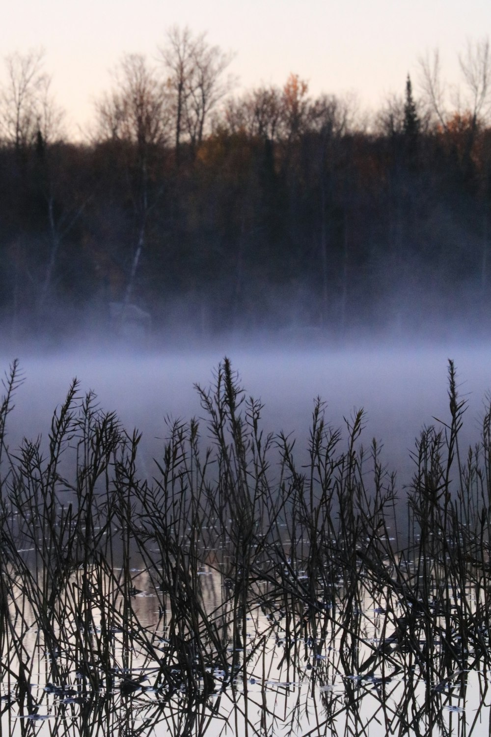 a foggy lake with trees in the background