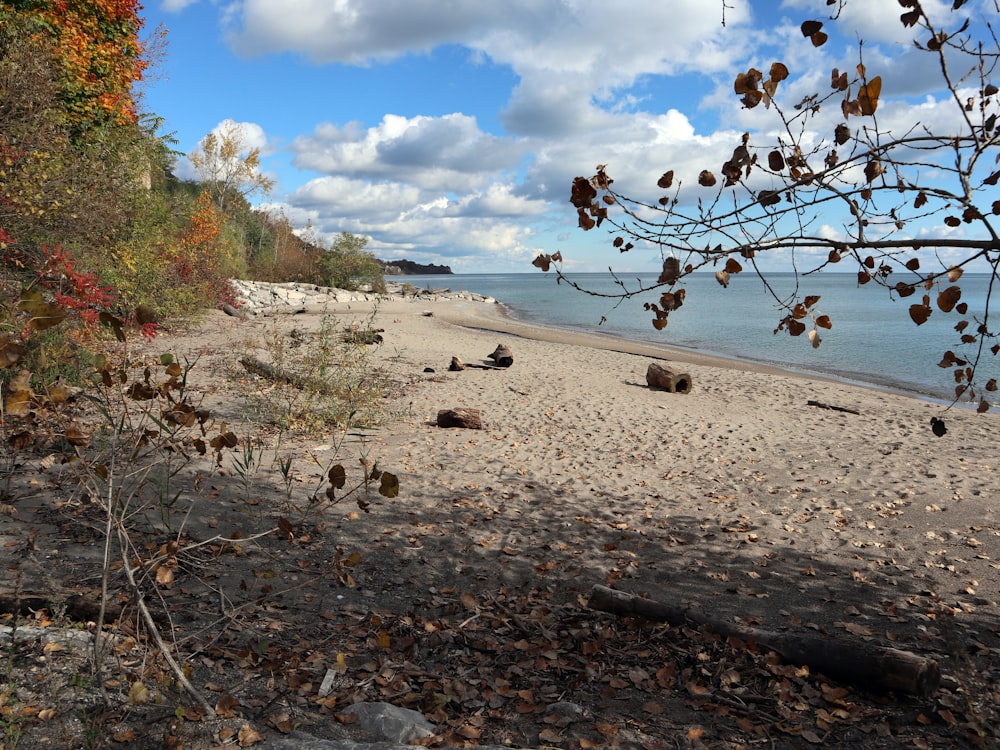 a beach that has fallen leaves on it