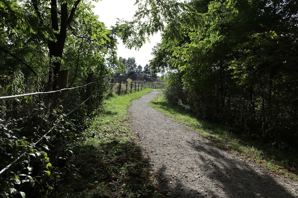 a dirt road in the middle of a forest