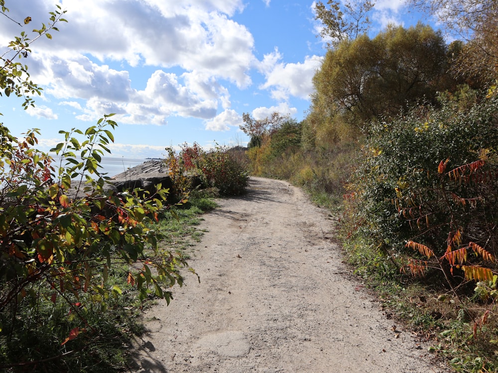 a dirt road surrounded by trees and bushes