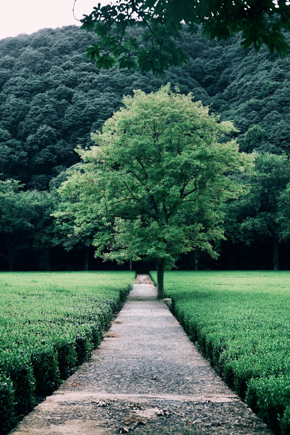 uma árvore no meio de um campo gramado