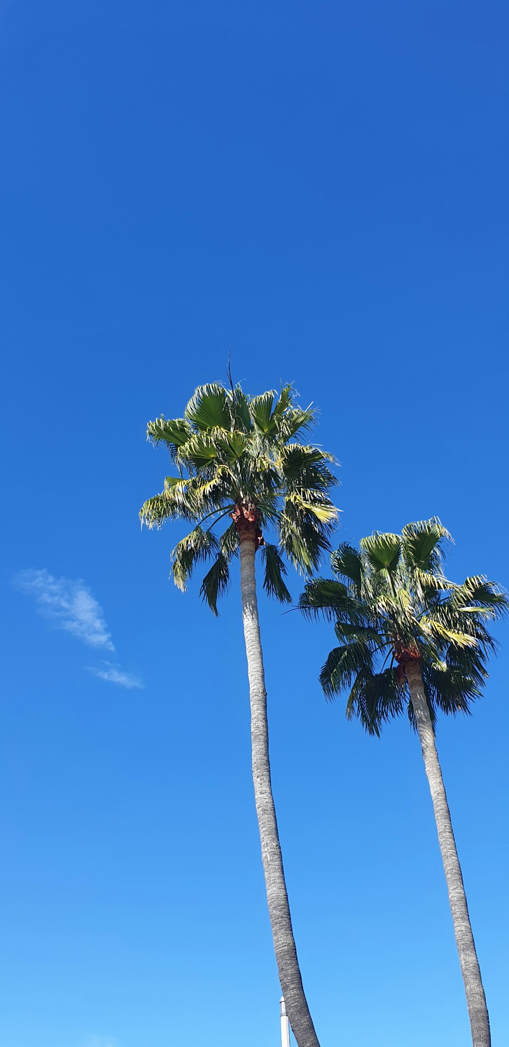 a couple of palm trees sitting next to each other