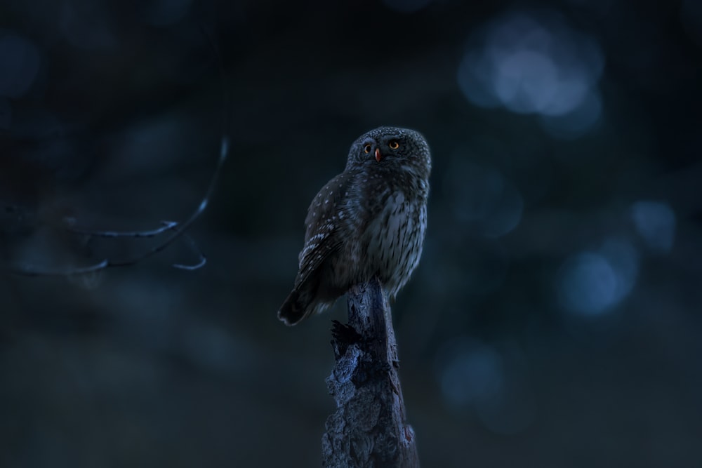 an owl is sitting on a branch in the dark