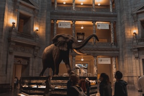 a statue of an elephant inside of a building
