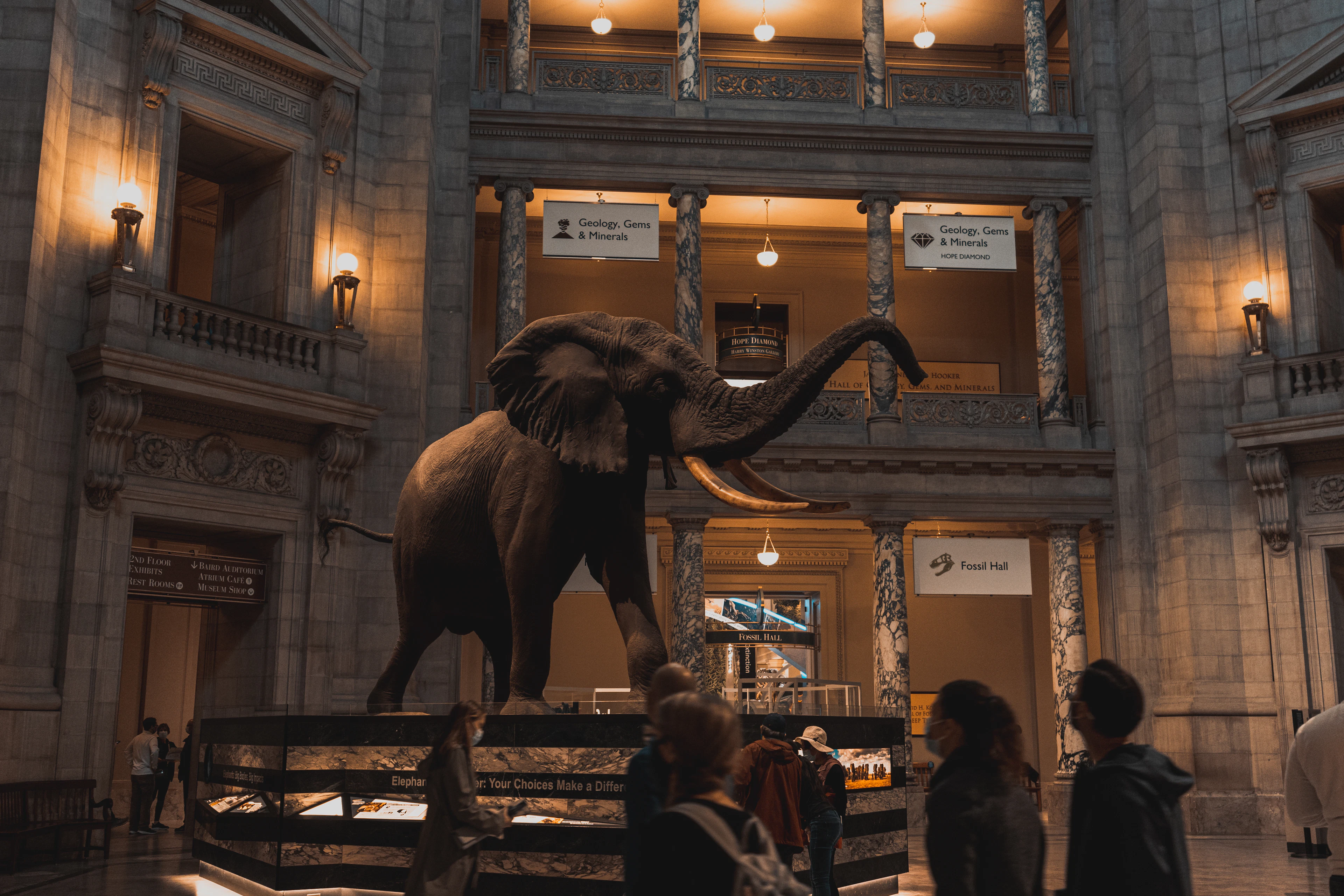 The rotunda of the Smithsonian National Museum of Natural History in Washington, D.C., where a mounted African bush elephant stands under warm lamplight beneath tiers of stone balconies.