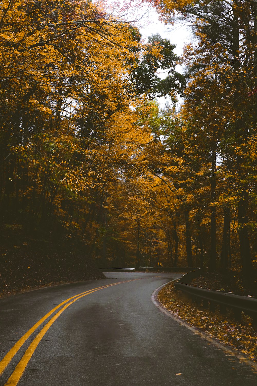 an empty road surrounded by trees with yellow leaves