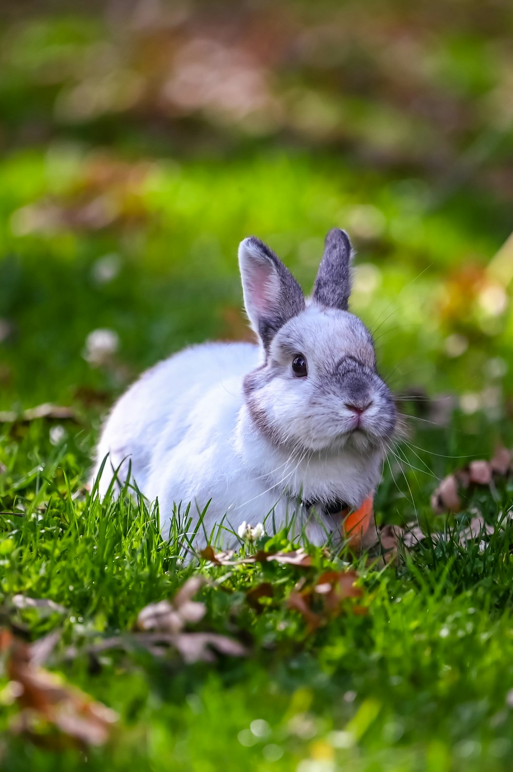 a small rabbit sitting in the grass