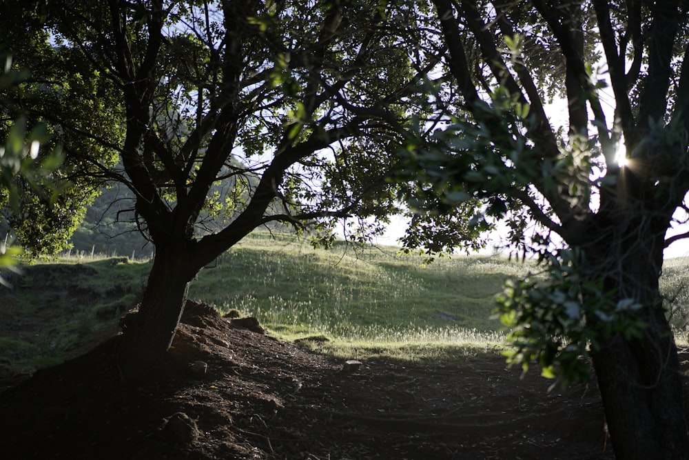 a dirt path between two trees on a sunny day