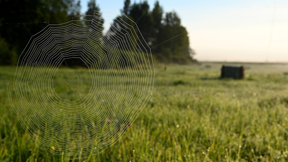 a spider web in the middle of a grassy field