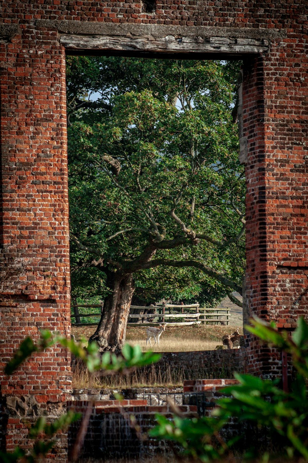 a tree is seen through a window in an old brick building