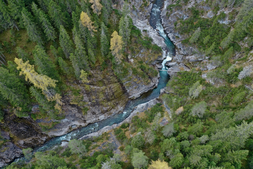 a river running through a lush green forest