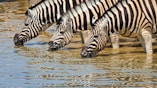 a group of zebras drinking water from a pond