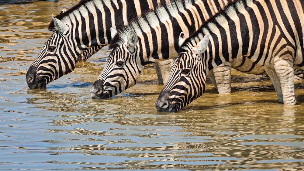 a group of zebras drinking water from a pond